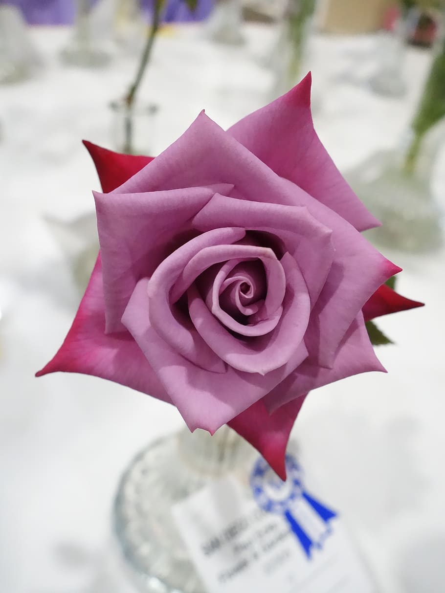 rose, pink, magenta, fuschia, blossom, flowers, vase, flower, flowering plant, close-up