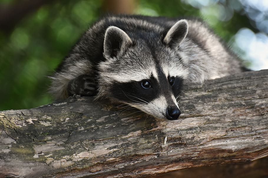 raccoon, wild animal, furry, mammal, sweet, nature, the animals of the forest, animals, wildpark poing, zoo