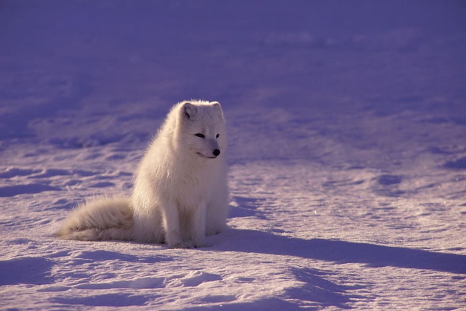 serigala arktik, bulu, binatang menyusui, di luar ruangan, salju, putih, musim dingin, serigala, tema hewan, suhu dingin