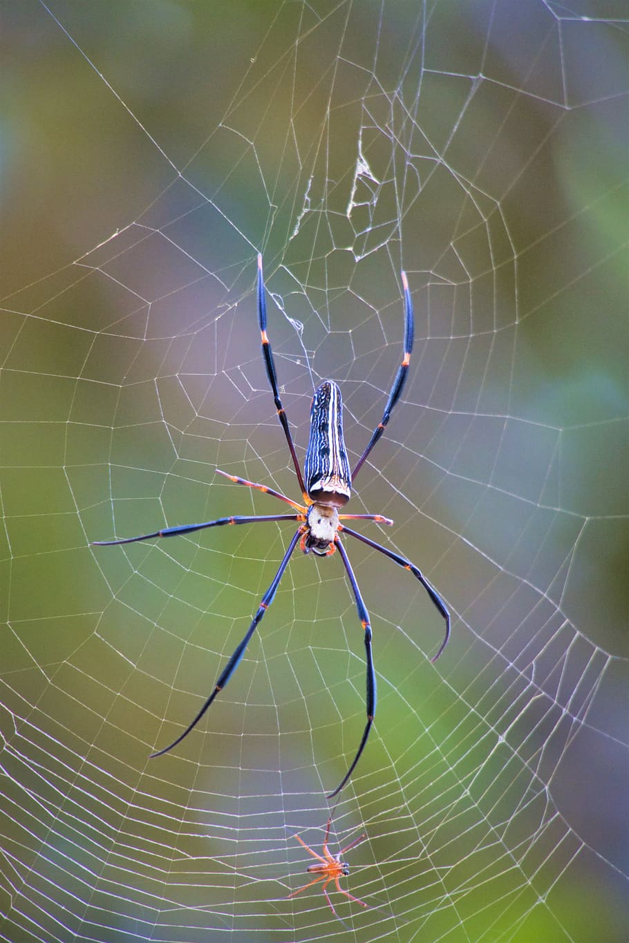 araña grande, seda de araña, arañas de tela de rueda, araneidae, tailandia, telaraña, invertebrado, animal, temas de animales, fragilidad