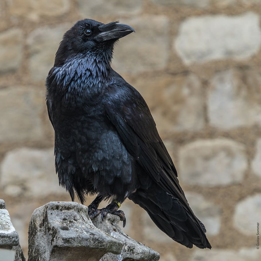 raven, tower of london, corbeau, bird, vertebrate, black color, animal, animal themes, one animal, animals in the wild