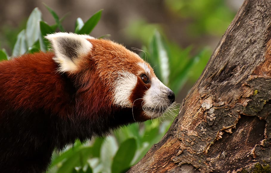 panda, red panda, bear cat, ailurus fulgens, predator, mammal, himalayas, southwest china, zoo, hellabrunn