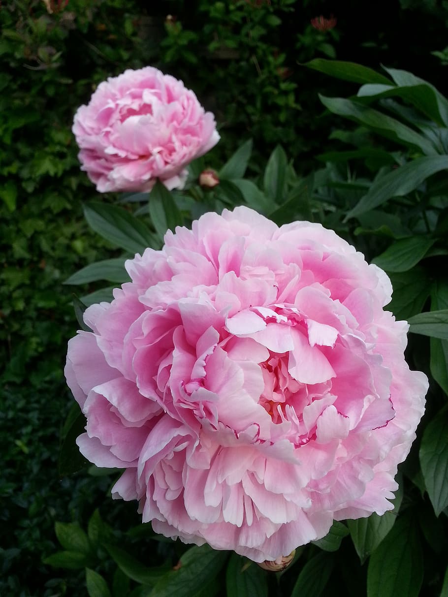 peony, pink, bloom, flower, lush, pink color, flowering plant, plant, beauty in nature, freshness