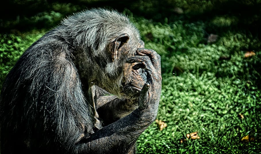 chimpancé, mono, mundo animal, animal, mamífero, zoológico, naturaleza, hellabrunn, Temas de animales, fauna animal