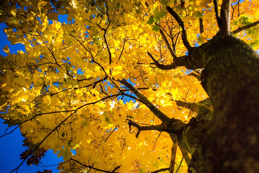 outono, folhas, bordo, céu, amarelo, brilhante, laranja, no outono de, árvore, colorido