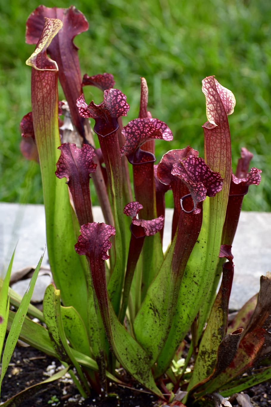 pitcher plant, flower, nature, summer, bloom, botanical, red, exotic, tropical, flora