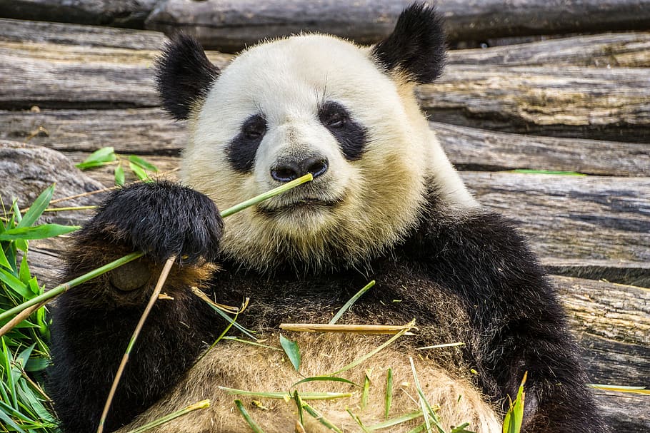panda, panda bear, animal, zoo, bamboo, nature, herbivores, black and white, china, animal themes