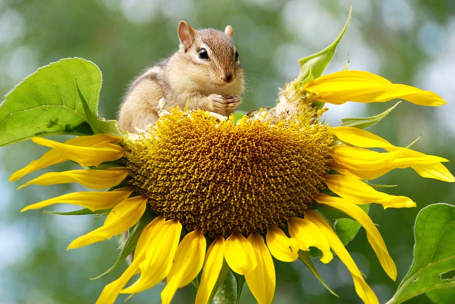 chipmunk, animal, sunflower, seeds, eating, nourishment, wild, cute, adorable, wilderness