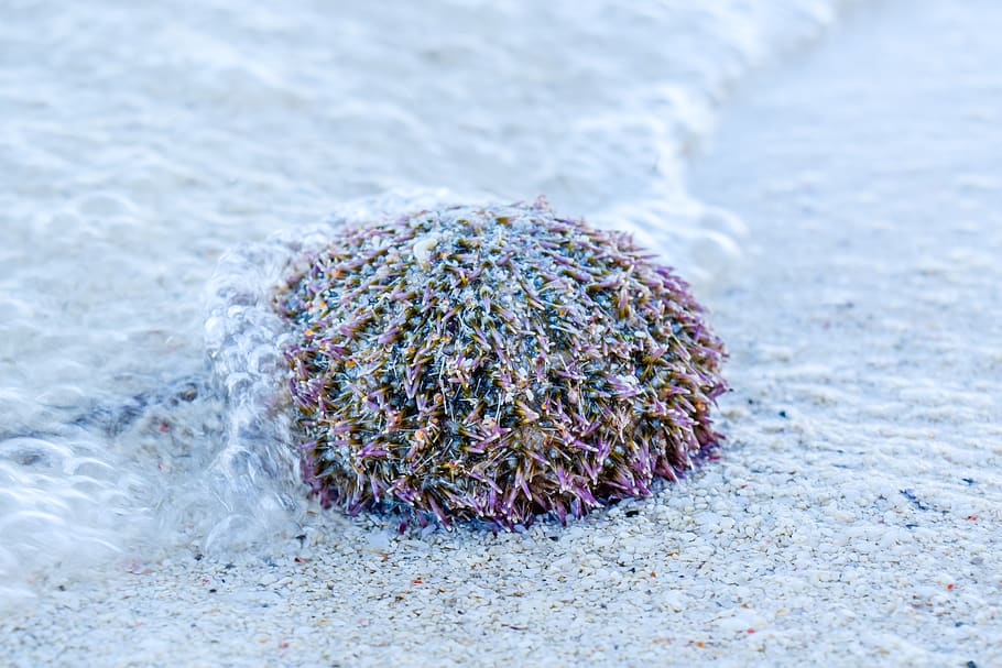sea urchin, beach, sand, sea, tropical, ocean, water, nature, philippines, close-up