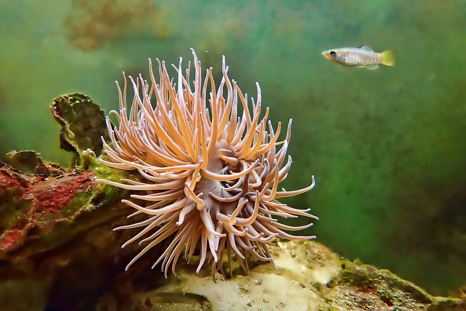 Рыба растения. Рыбные растение. Окрас рыб растение. Weird Underwater Plants. +Nature +Tropical +Fish +Plant +Rio.