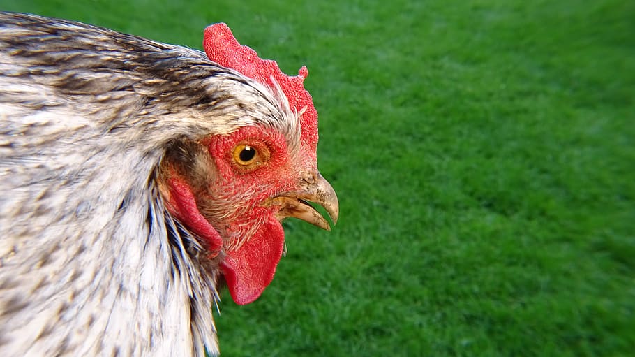 Royalty Free Beautiful Chicken Photos Free Download Pxfuel