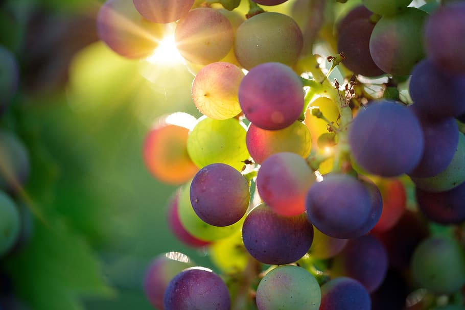 grapes, sun, sunbeam, fruit, vines, rebstock, wine, vine, sugar, fructose