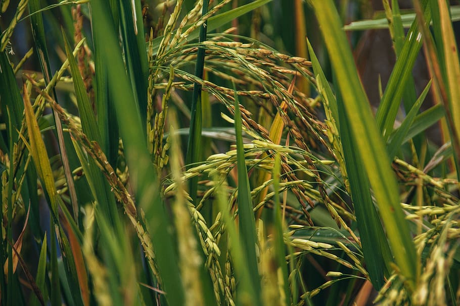 paddy, rice, food, plant, growth, green color, agriculture, crop, cereal plant, beauty in nature