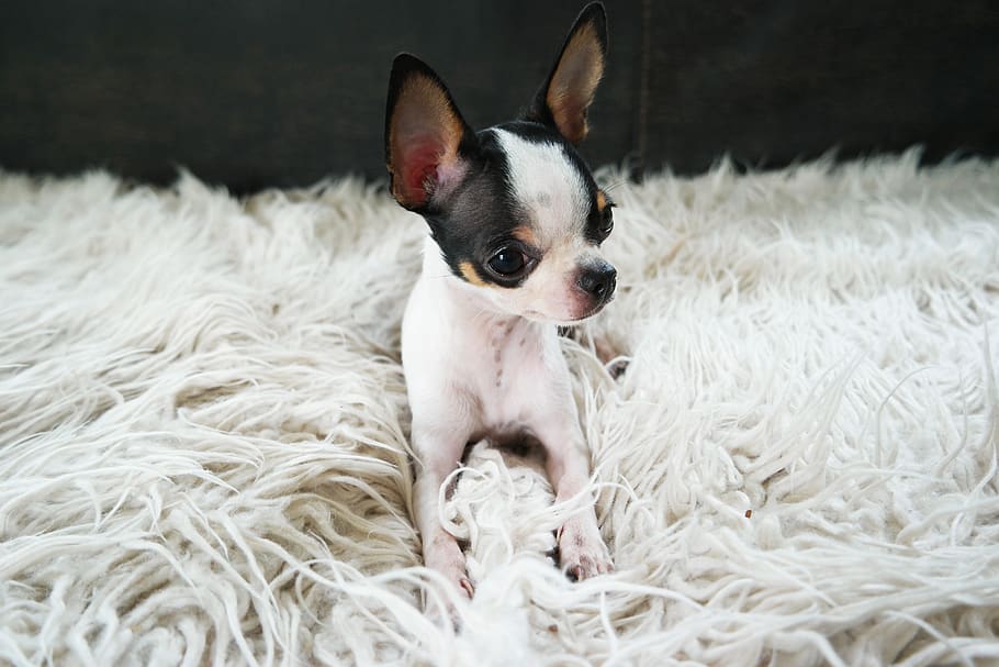 chihuahua, dog, puppy, cute, small, pet, animal, portrait, fur, canine