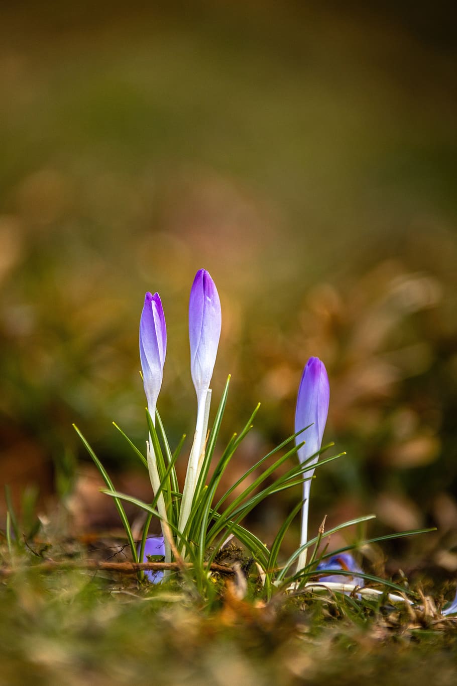 crocus, flower, meadow, nature, spring, plant, blossom, bloom, white, green