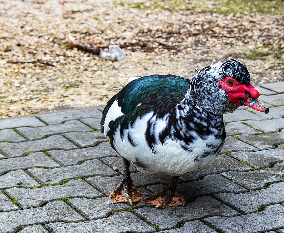 wart duck, duck, muscovy, poultry, bird, animal, animal world, nature, plumage, animal themes