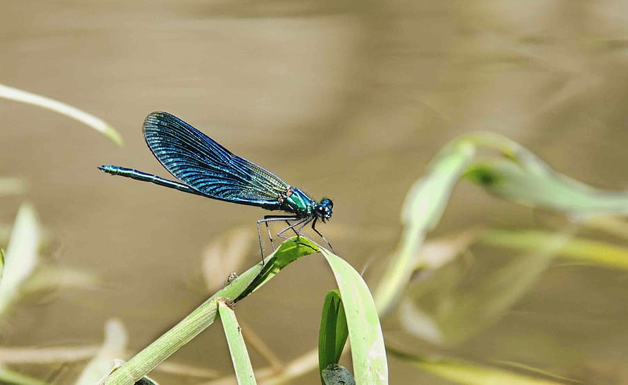 animals, insects, dragonfly, blue, green, beautiful, leaves, plans, macro, still