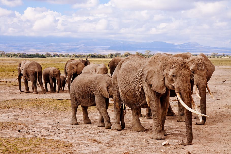 gajah afrika, animalsNature, afrika, safari, tema binatang, hewan, gajah, mamalia, kelompok hewan, hewan liar