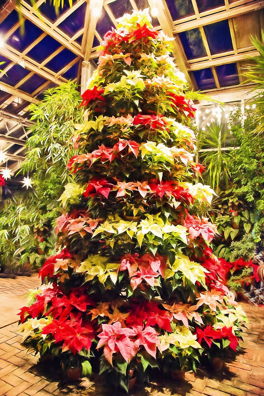 christmas, tree, poinsettia, red, fresh, plant, green, nature, christmastree, flower