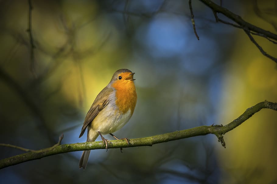 robin, singing, nature, wild, bird, perching, one animal, animal wildlife, animal, animal themes