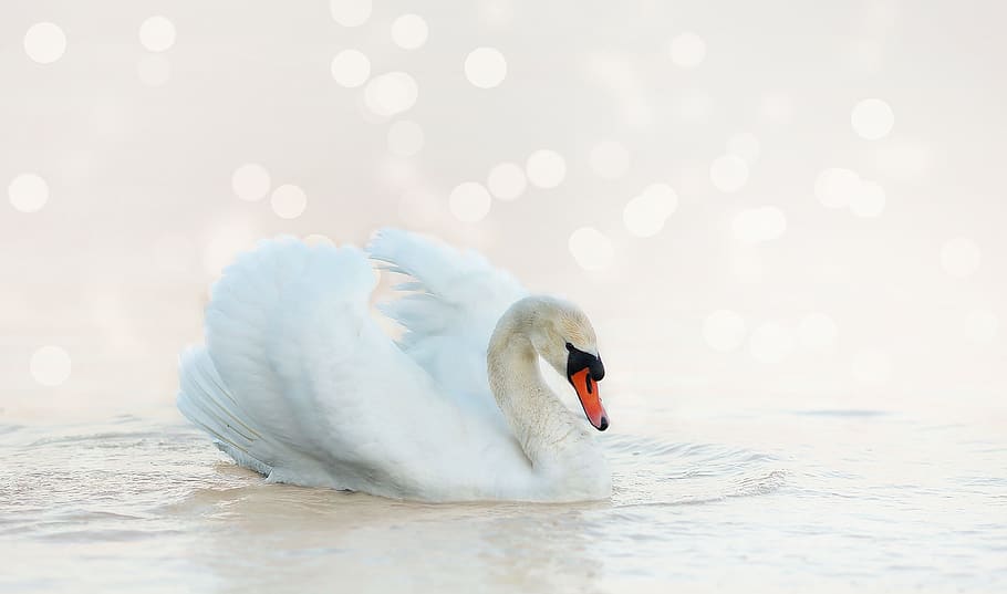 swan, white, nature, water bird, water, bird, animal world, animal, plumage, pride
