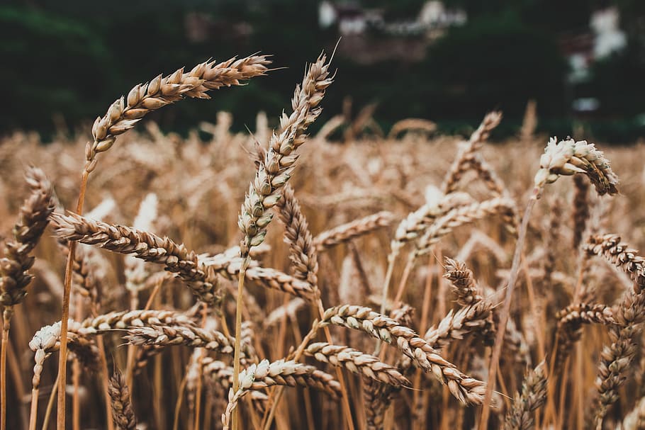 Wheat, Barley, Cereal, Grass, agriculture, crop, cereal plant, close-up, growth, plant