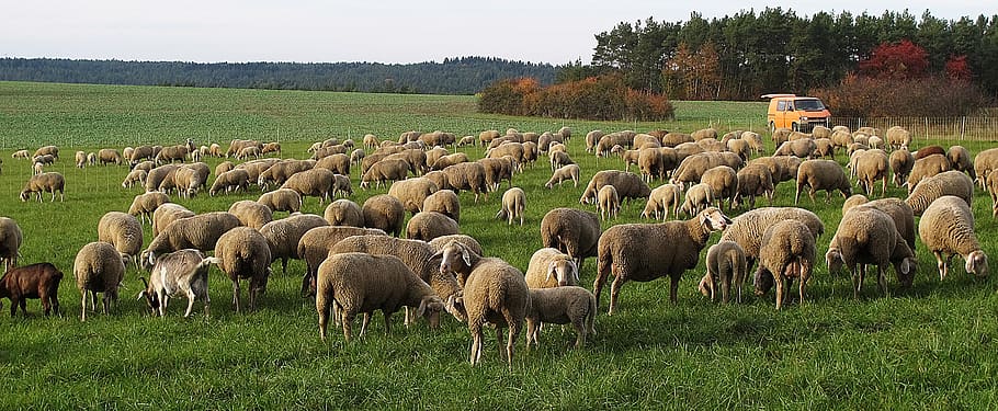 sheep, flock, pfrech, flock of sheep, domestic sheep, animals, meadow, grass, evening light, fur