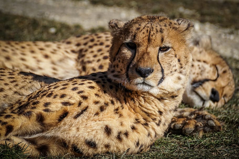 cheetah, zoo, predator, animal, animal world, cat, wild, africa, carnivores, mammal