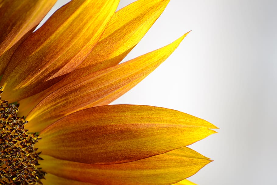 sunflower, yellow, flower, close-up, nature, flora, fauna, petals, plant, flowering plant
