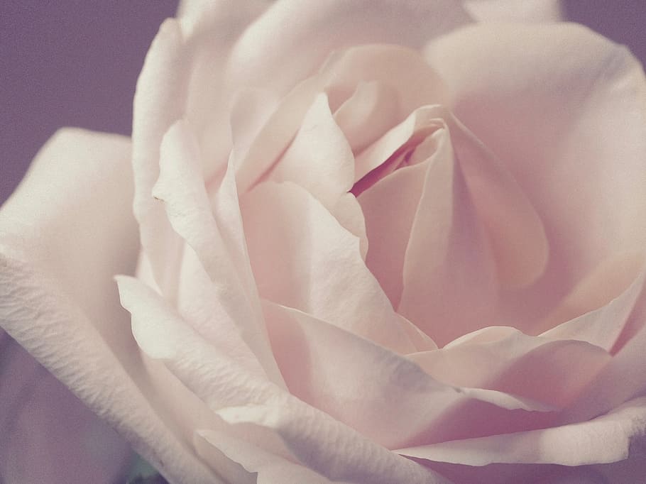 white, rose, close up, flower, fauna, flowering plant, rose - flower, fragility, vulnerability, petal