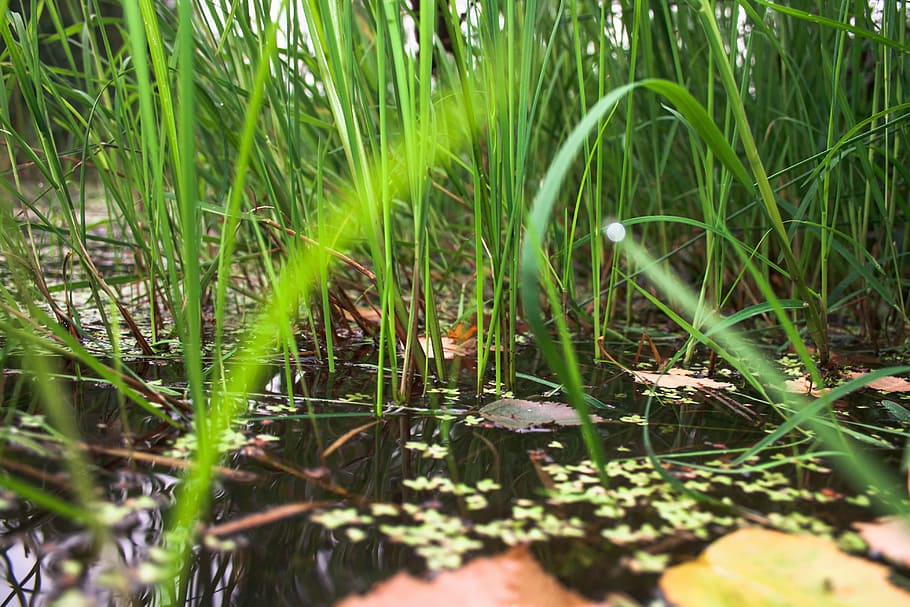wetland, grass, green, spring, leaf, close-up, bog, macro, plant, swamp