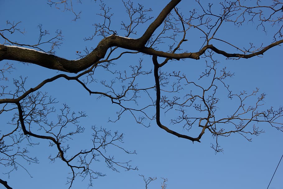 branch, tree, abstract, bare tree, sky, plant, low angle view, nature, tree trunk, trunk