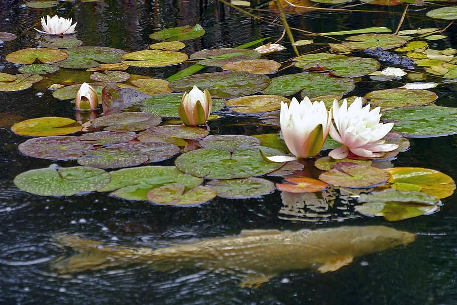 water lily flowers, flowing, koi pond, deep, cut, gardens, middletown, nj., lilly pads, water