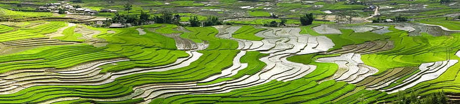 season, pour water, transplanted rice, minority, field, rice, terraces, blind stretch comb, natural, full color