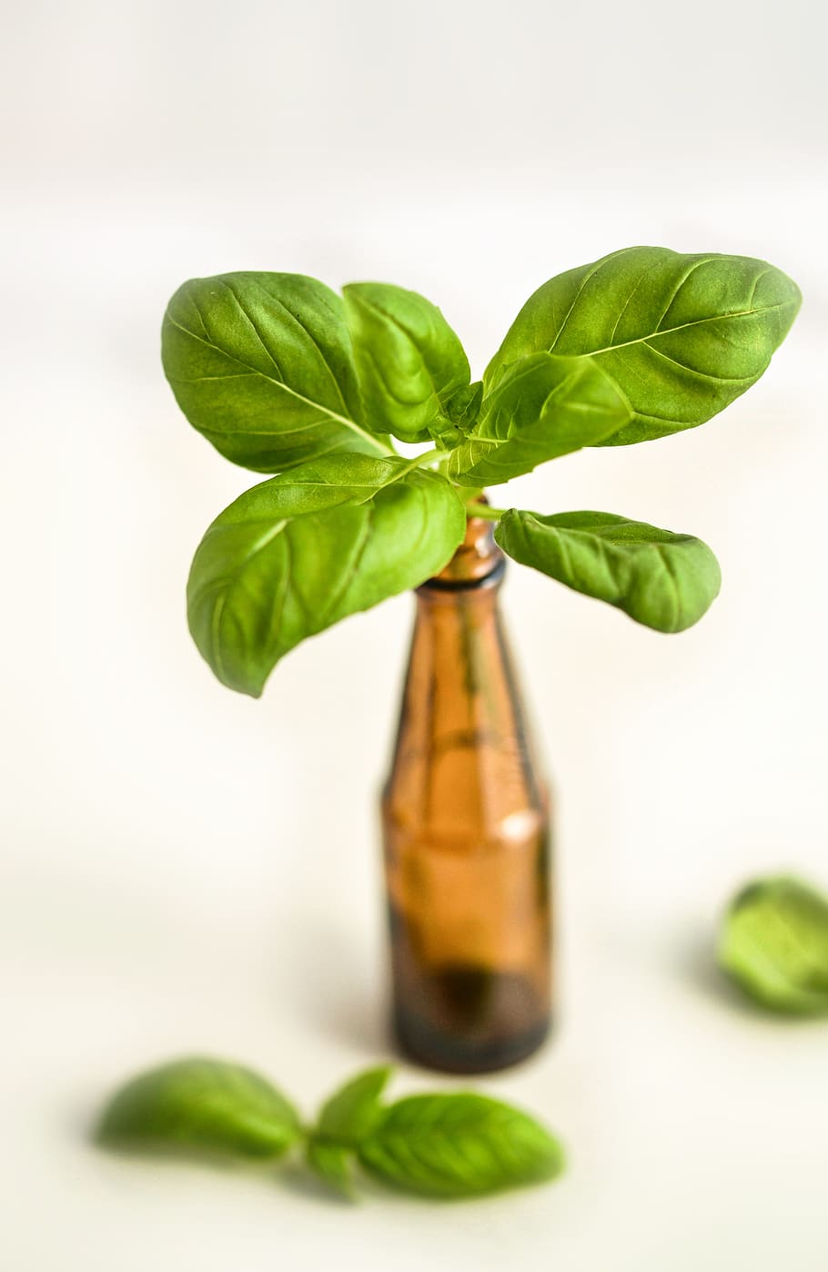 basil, bottle, herb, healthy, medicine, aromatherapy, herbal, alternative, essential, therapy