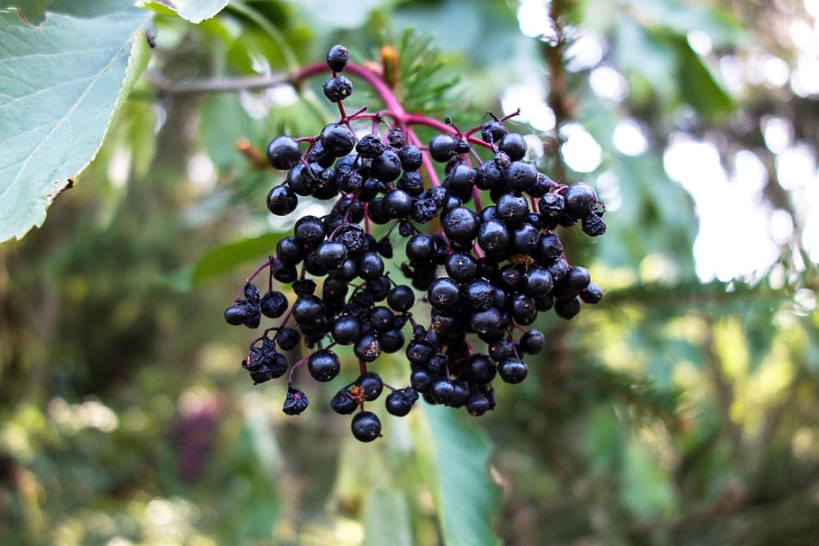elderberries, holler berries, berries, fruit, holler berry, plant, holder bush, elder, close up, holler