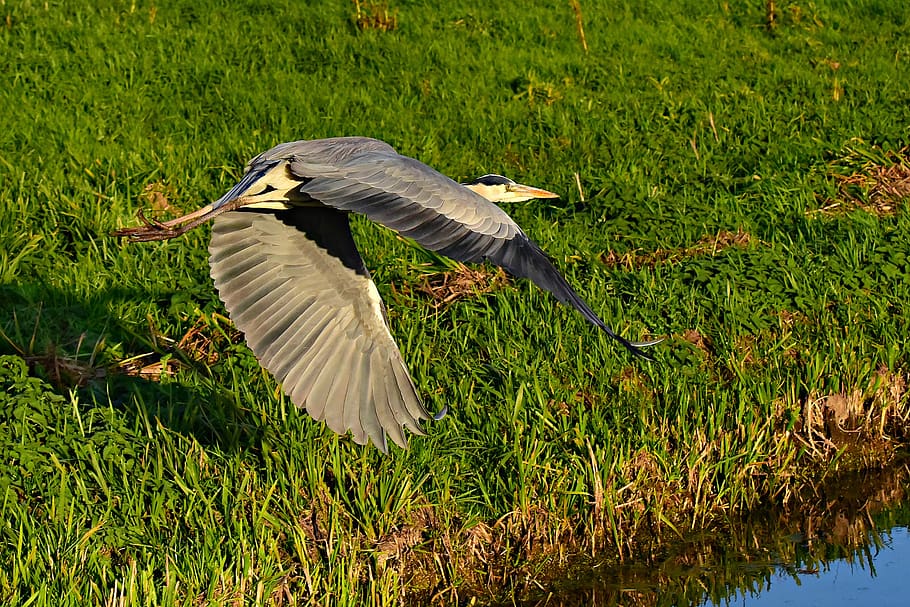 gray heron, bird, flight, wings, feathers, flying, grass, ditch, countryside, rural