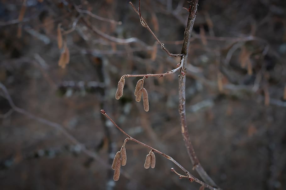 cabang, pohon, estetika, musim dingin, alam, tentu saja, tanpa daun, mistis, fokus pada latar depan, close-up
