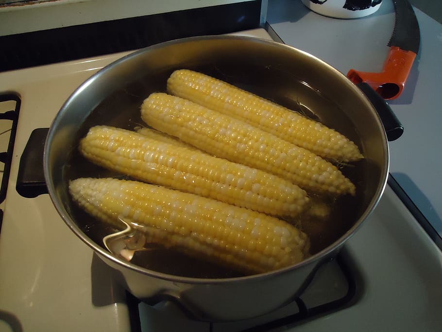 maíz, en, mazorca, cocina, caliente, sartén, agua, hirviendo, estufa, comida y bebida