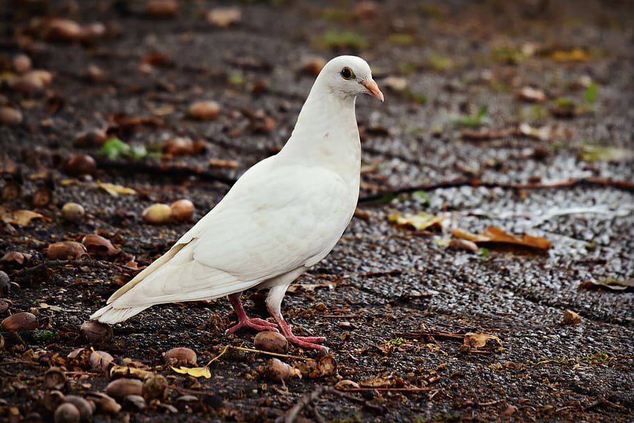 white dove, bird, animal, pigeon, feathers, beak, eye, street, feeding, peace