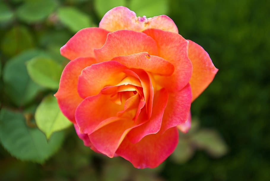 pink rose at olbrich, rose, flower, nature, bloom, blossom, roses, plant, petals, floribunda