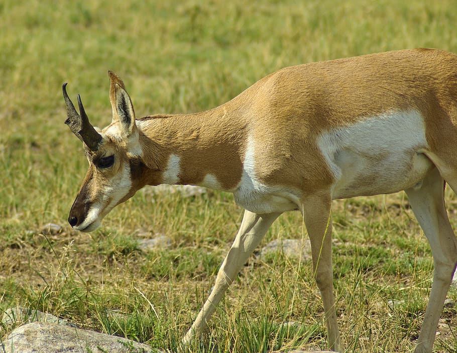 antelope di Dakota Selatan, antelope, pronghorn, custer, negara, taman, Selatan, dakota, padang rumput, tanduk