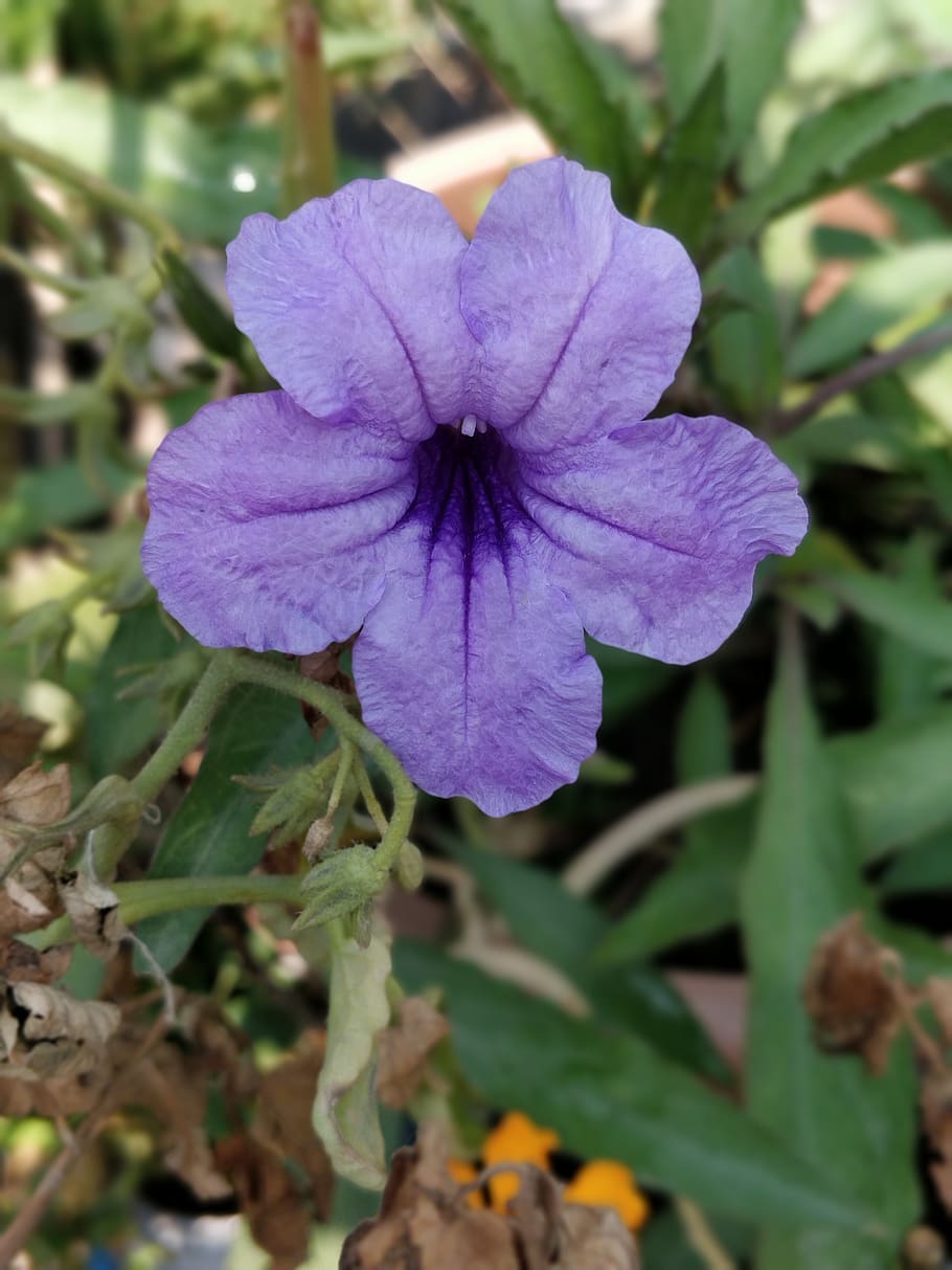 petunia, azul púrpura, flores, verano, planta floreciendo, flor, fragilidad, vulnerabilidad, planta, pétalo