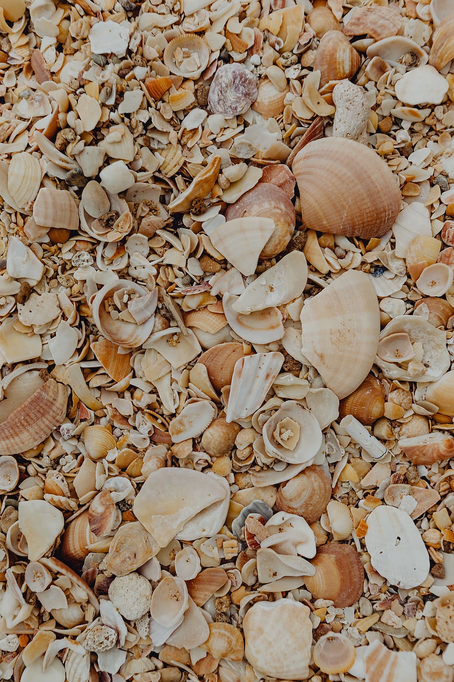 sea shells, beach, algarve, portugal, sea, summer, background, pattern, wallpaper, shells