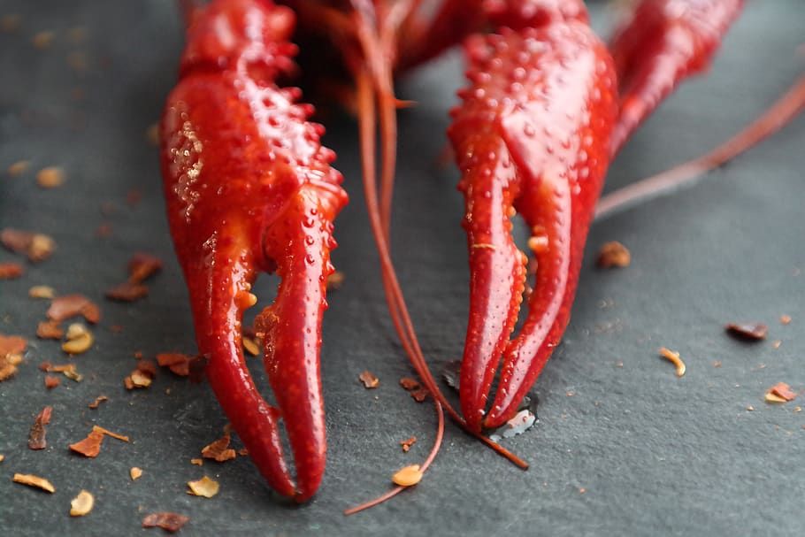 boiled crayfish, eat, food, claw, food and drink, red, freshness, close-up, healthy eating, wellbeing