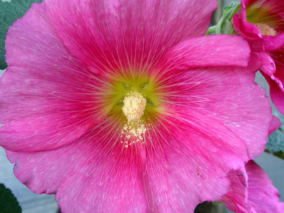 pink, hollyhock, serbuk sari, pink hollyhock, bunga, makro, kesegaran, tanaman berbunga, daun bunga, keindahan di alam