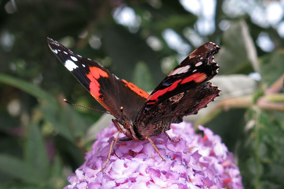 red admiral, butterfly, edelfalter, insect, nature, raindrop, summer lilac, invertebrate, animal wing, butterfly - insect