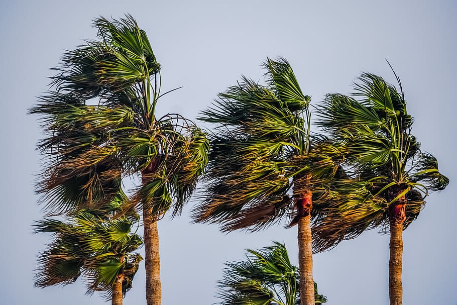 tree, palm, tropical, wind, storm, weather, nature, palm tree, sky, plant