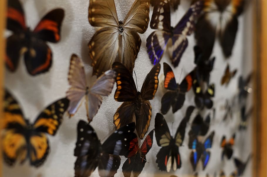 mariposa, insecto, colección, naturaleza, vida salvaje, conjunto, ala, macro, biología, entomología