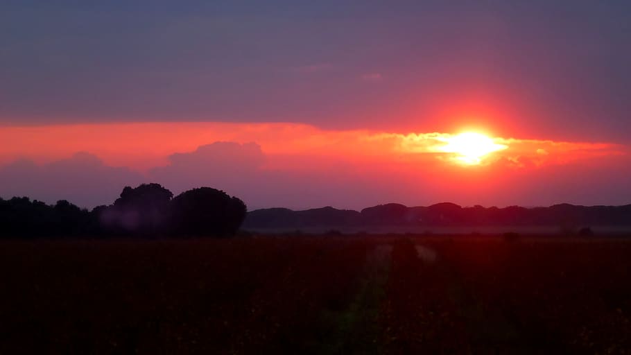 nascer do sol, videiras, paisagem, céu, vinhedo, campo, natureza, manhã, plantação, pôr do sol